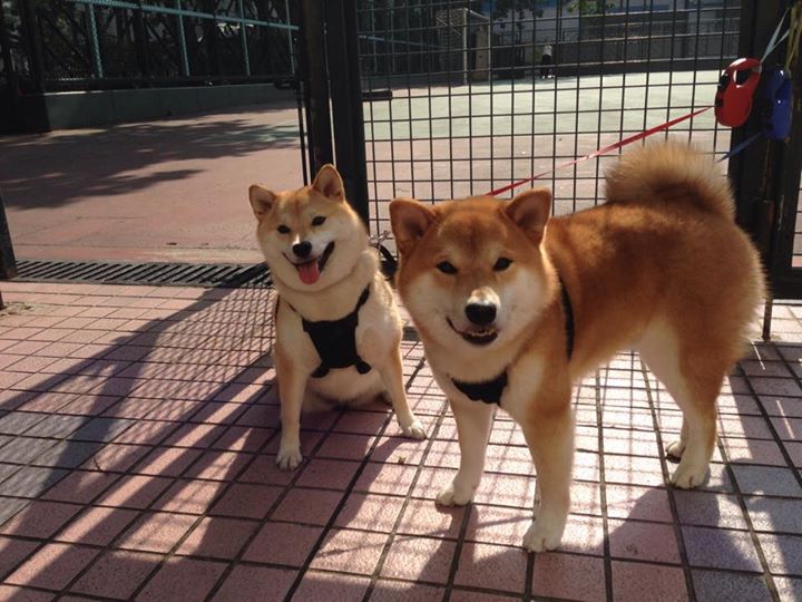 _冠军争夺激烈,赛场气氛紧张升温_,冠军争夺赛第二局