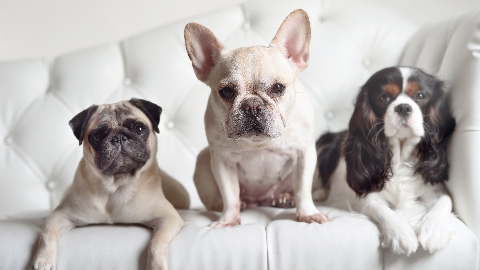 “意甲名将状态火热，球队欲绘新篇章”，意甲成员