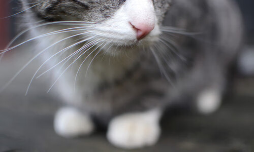 【裁判内幕】比赛中的犯规判罚流程详解，裁判技术犯规动作