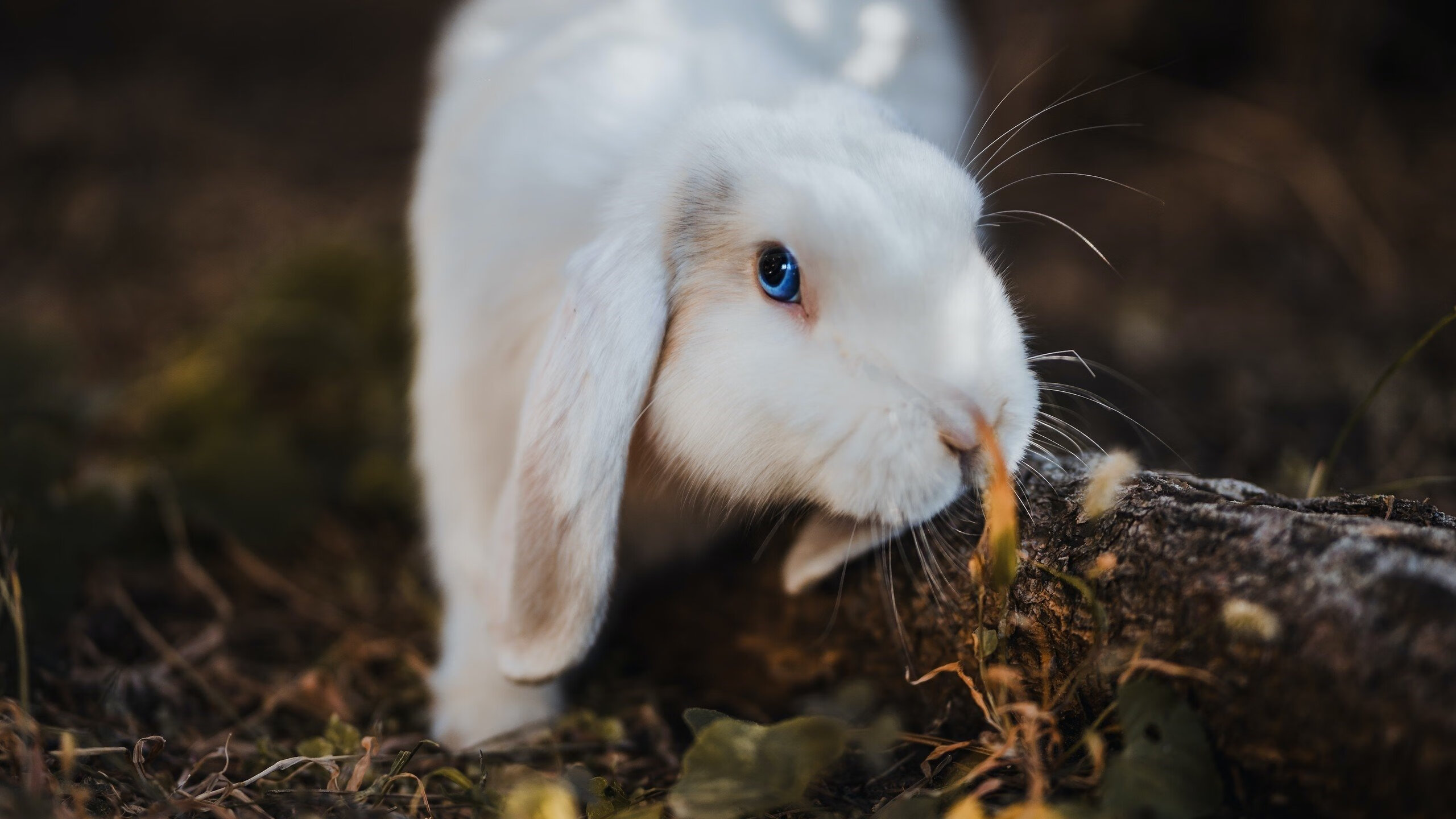 华体会hth官方网站下载-中国队在巴黎奥运会比赛中展现出高效的快攻配合，巴黎奥运会 中国