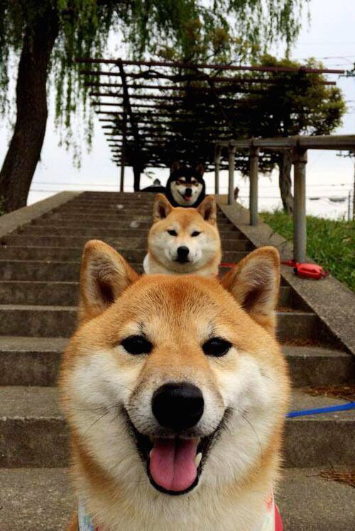 未来展望：登顶的最大可能性？