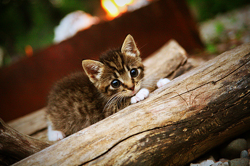 华体会hthhth app-逆境求生：球队如何在危机中扭转局势，逆境求生的狮群