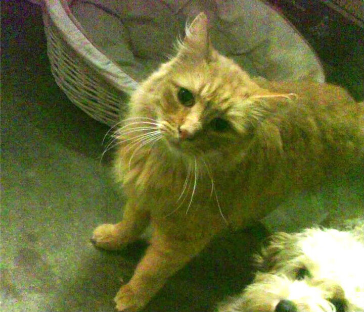 华体会hth官网-NBA夏季联赛火热开战，新秀文班亚马表现吸睛，文班亚马 虎扑