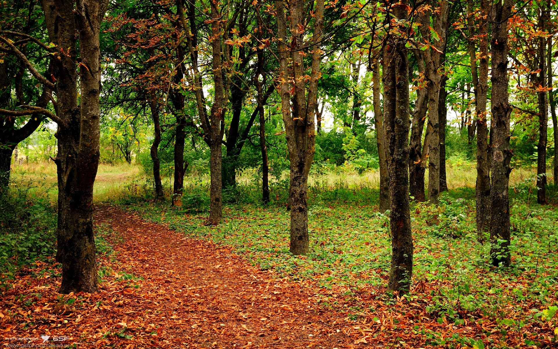 华体会hth-伊朗联赛关键比赛吸引关注，伊朗球队