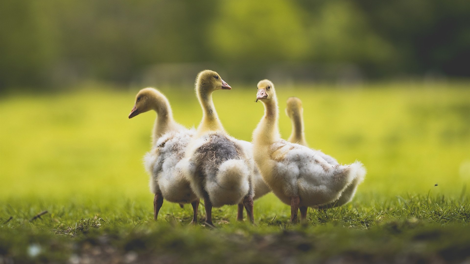 威金斯交易成传真，湖人队迎来新伙伴，nba威金斯在哪个队
