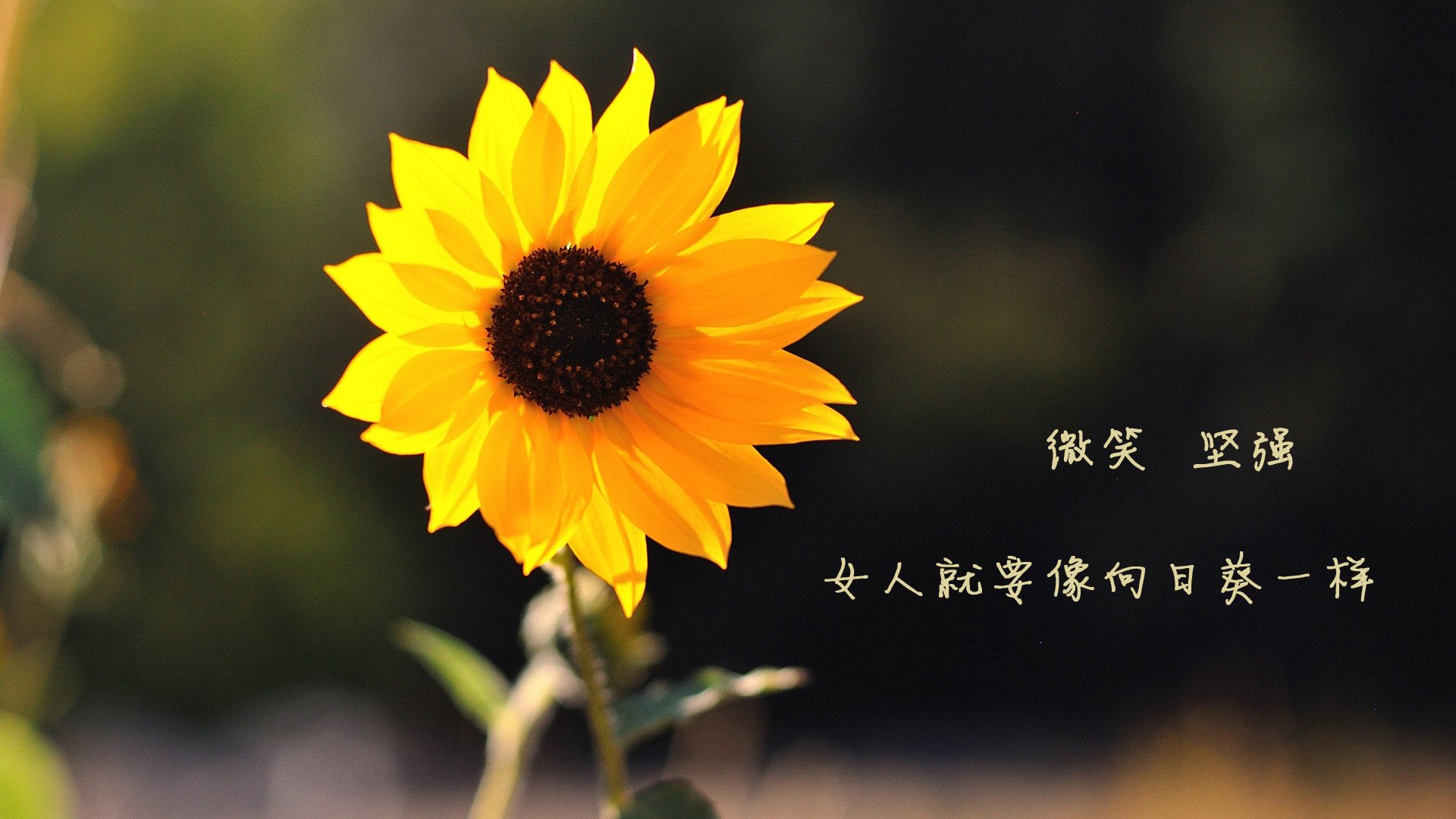 华体会登陆-比利时女足队技高一筹，击溃对手，比利时足球女神