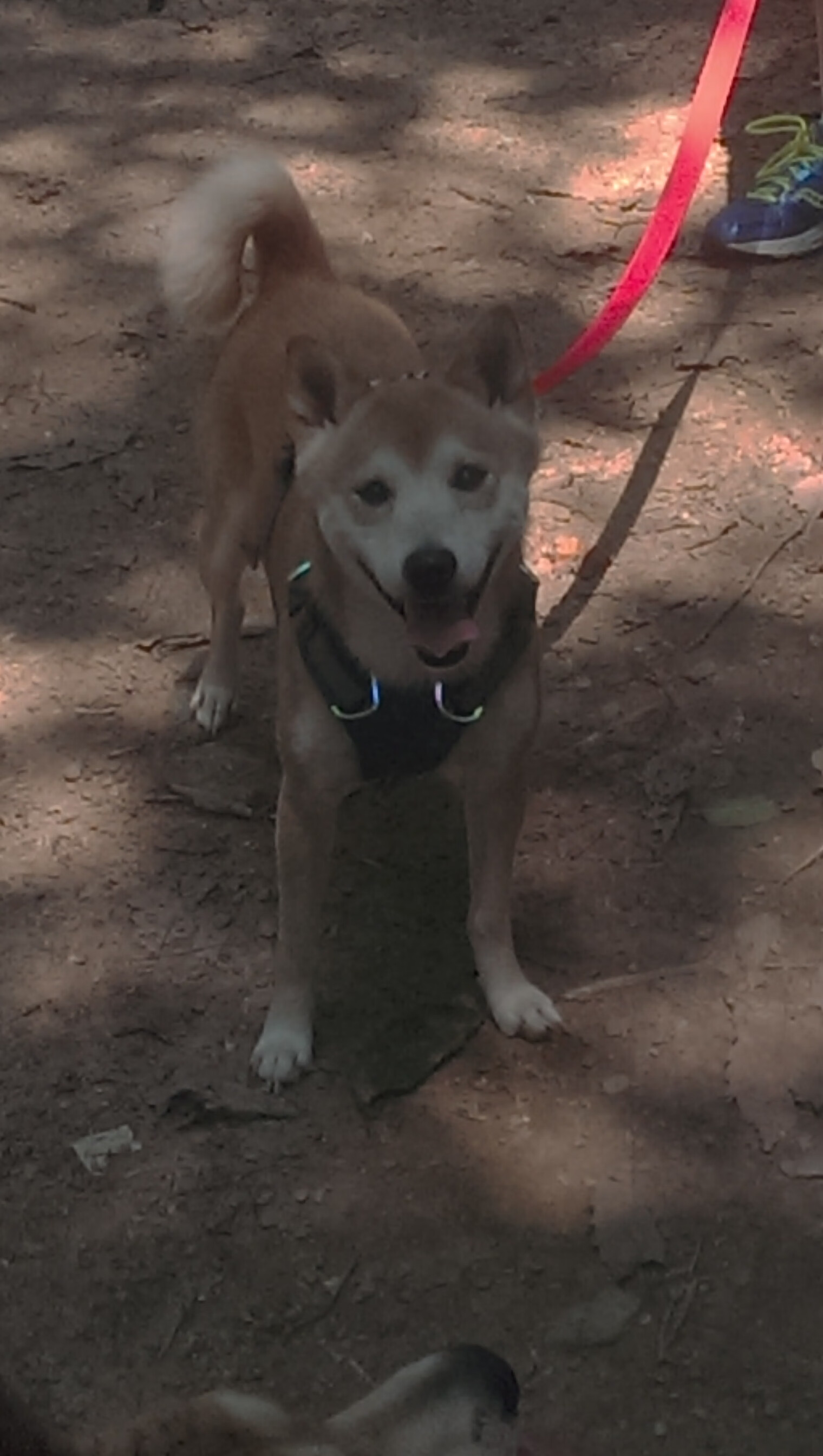 索肖取得一场关键胜利,继续朝着法国冠军迈进,索肖vs欧塞尔直播