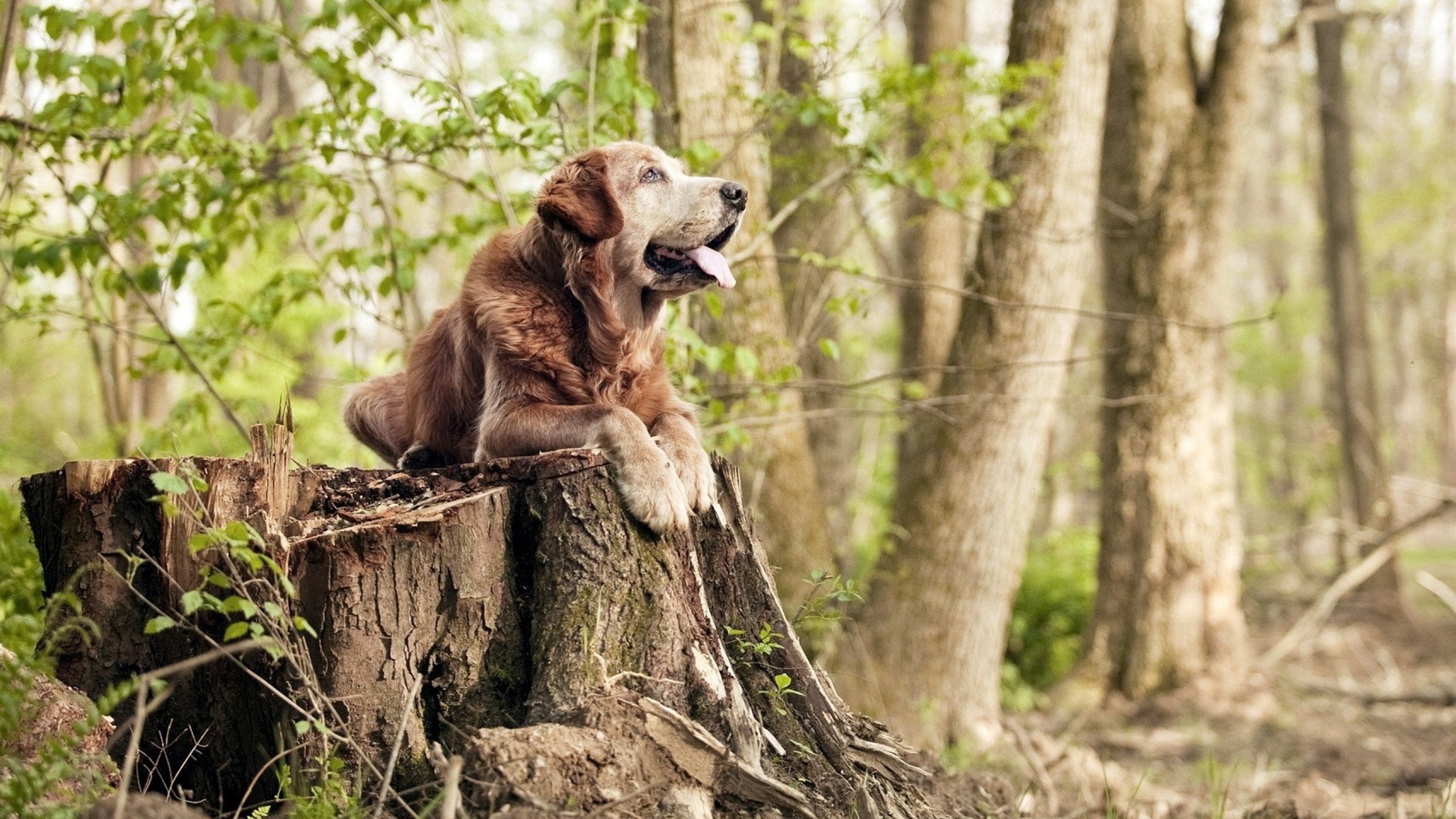越南国家队备战摩尔多瓦，全力以赴，越南国家队主力阵容