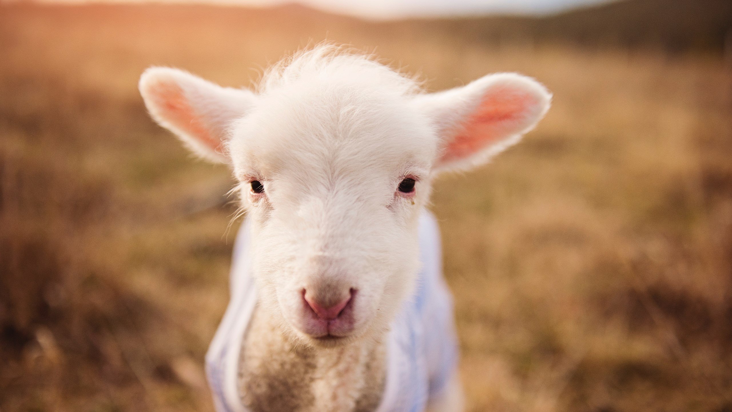 全国垒球赛决赛广东队实现逆转，垒球锦标赛