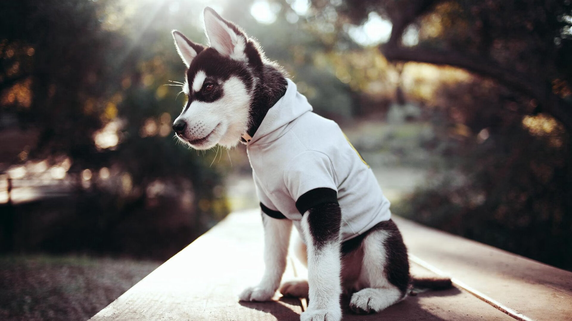 德甲球队建立运动-语言双因建模用于战术同步性检测,双语现象是语言融合的先导或过渡阶段