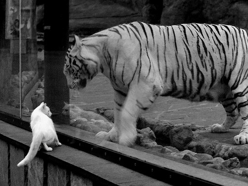 英超球队体能监测技术辅助个性化训练调整实践，英超身体素质最好的球员