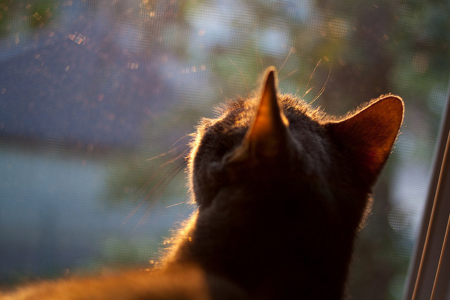 主力阵容是否应具备多种节奏适应能力，主力阵地 用法