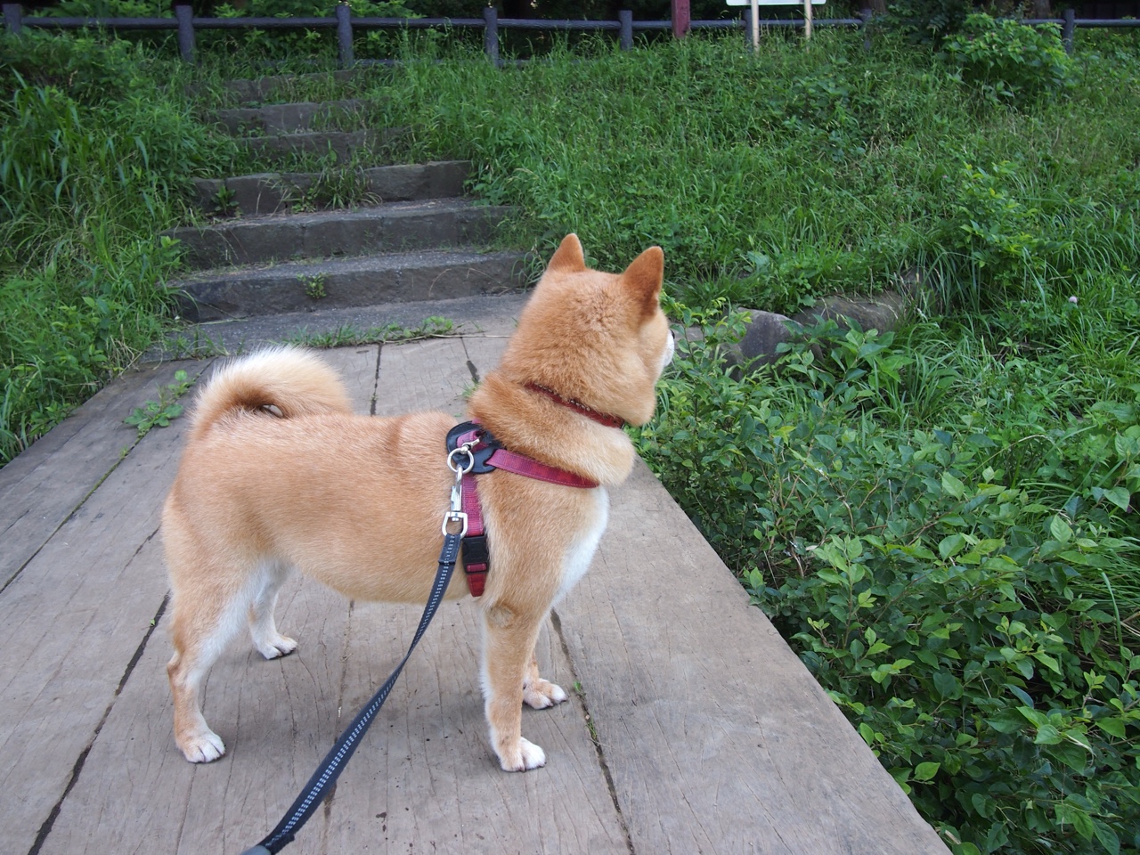 加拿大乒乓队的未来：如何提升教练团队与球员的互动与协作，现任加拿大乒乓球教练