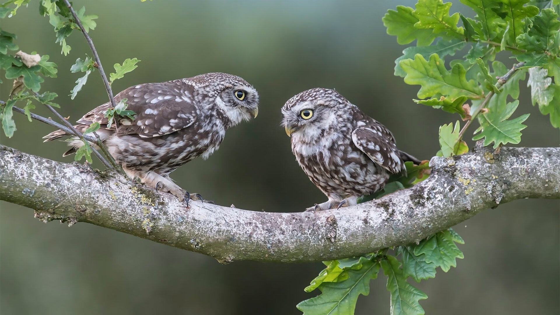 华体会手机在线-南特中场衔接合理提升控球流畅度，南特对里昂的比分预测