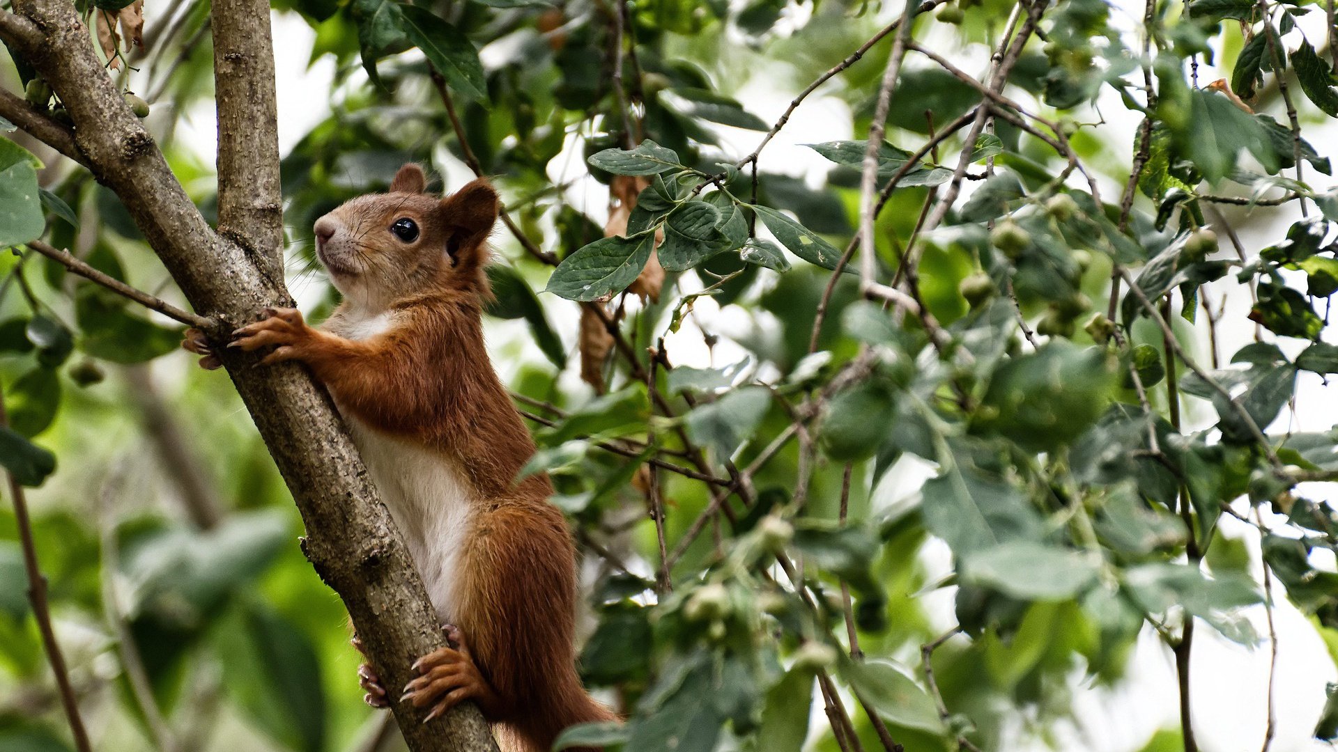 新加坡队的崛起之路：如何通过战术与技术创新引领未来，新加坡队第几个出场