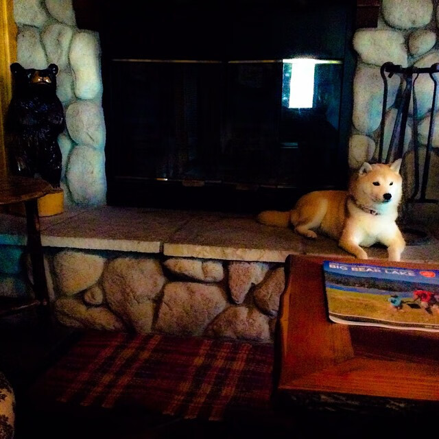 新加坡队赛制研究：如何通过战略调整应对赛事中的变数，新加坡赛制注重什么