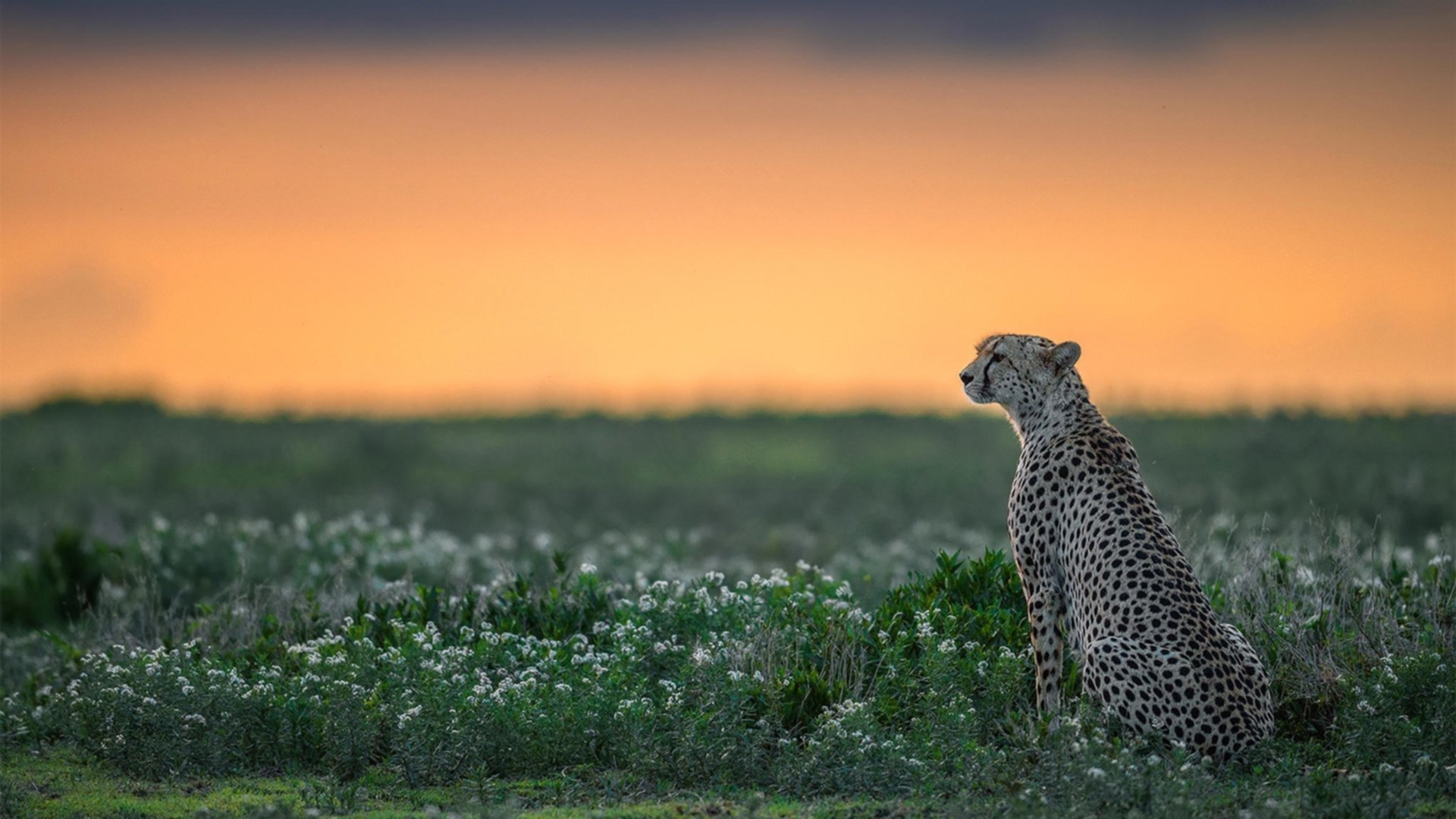 澳大利亚队在国际乒联混合团体世界杯中的出色表现与不足，澳大利亚乒乓男团