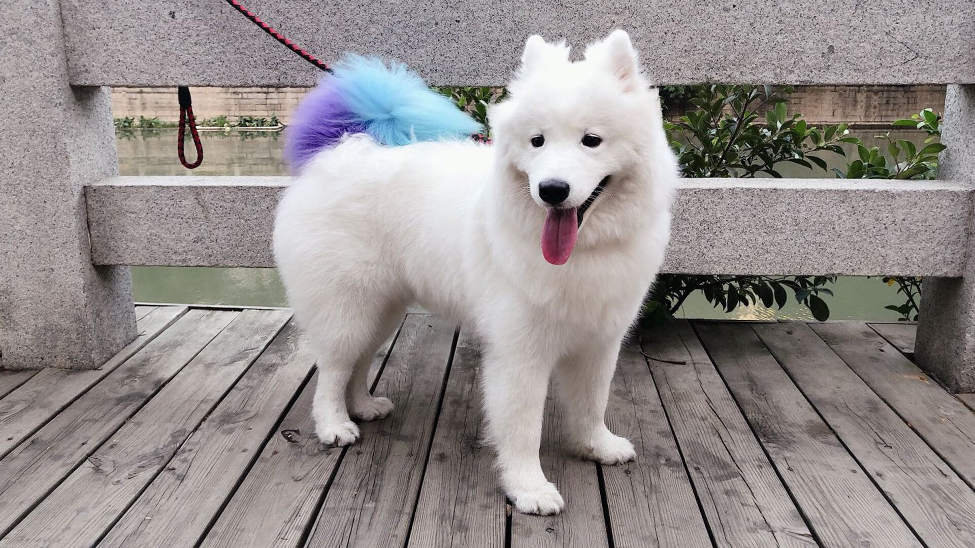 波兰队赛制分析:如何在团体赛制中发挥每个选手的最大潜力,波兰球队如何