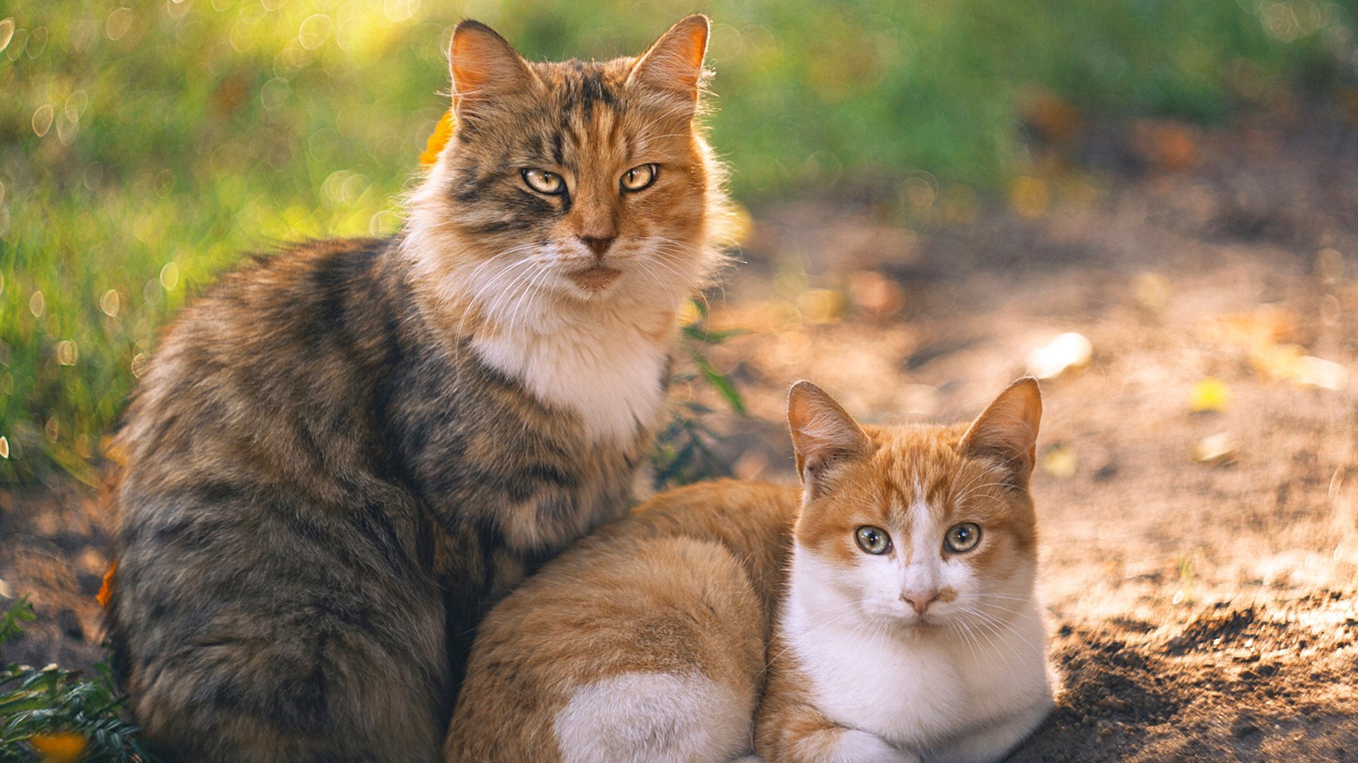 华体会hth平台下载-突尼斯希望边锋突破活跃，全场亮点，双色球红球杀号牛彩网