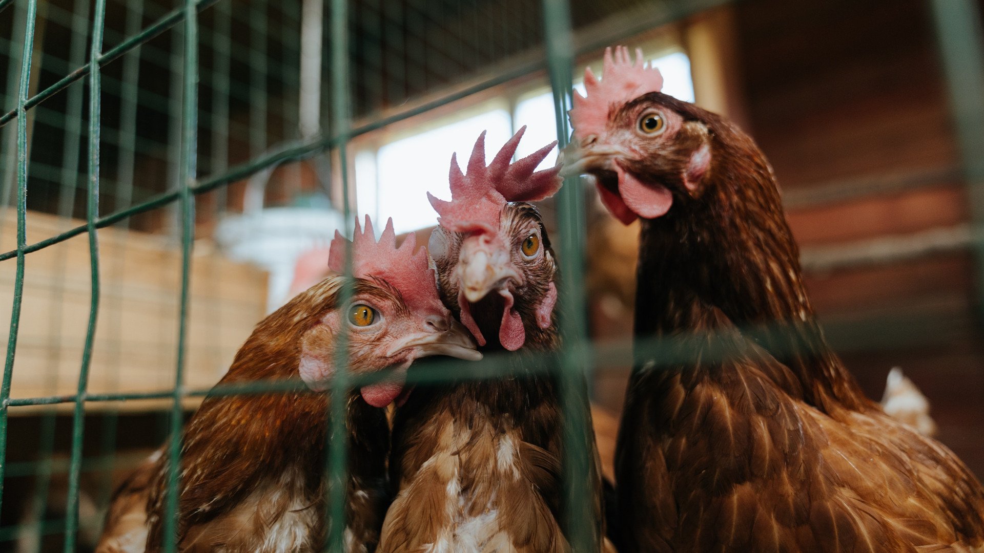 华体会app安装-辽宁飞豹助攻数提升反映整体传导意识加强，辽宁飞豹集团董事长