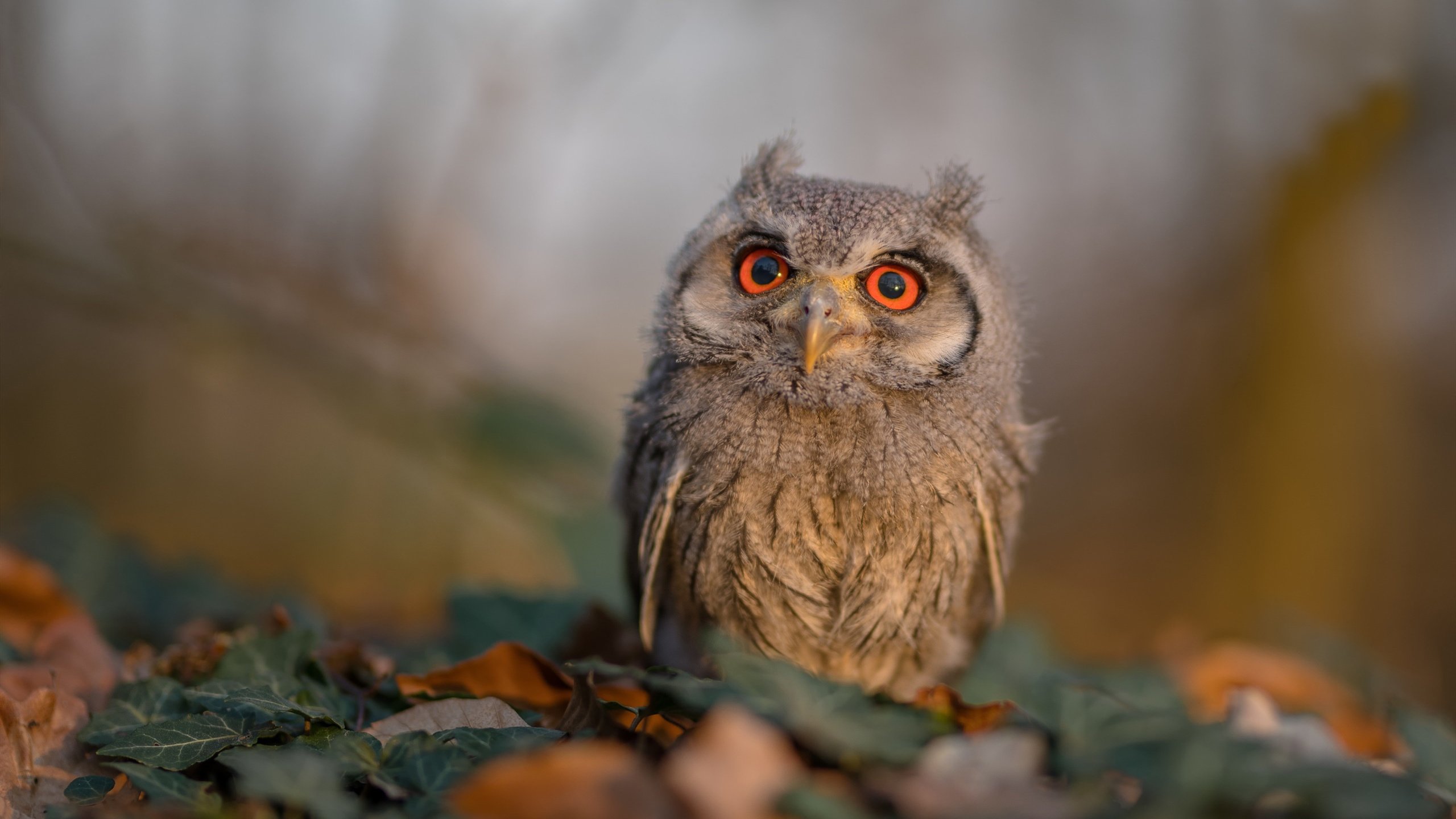 华体会hth平台下载-中小学篮球场馆统一建设标准提升基层训练条件，中小学篮球场地配备标准