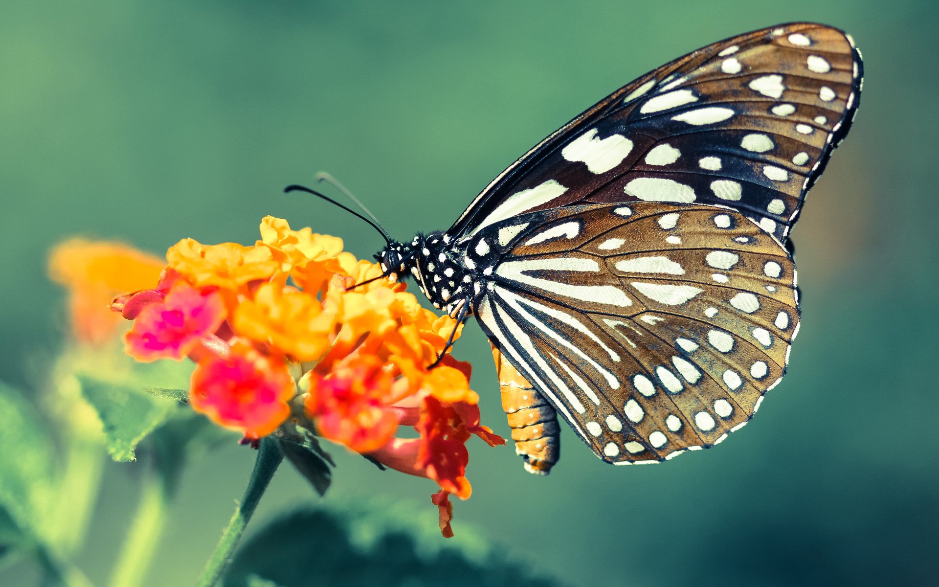 华体会hthapp下载入口-乌克兰男篮在国际邀请赛中表现坚韧，向世界展现实力