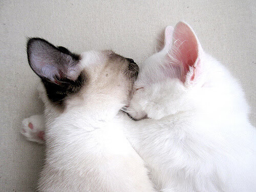 小国惊艳小组赛,战术执行力获国际赞誉,小国家队