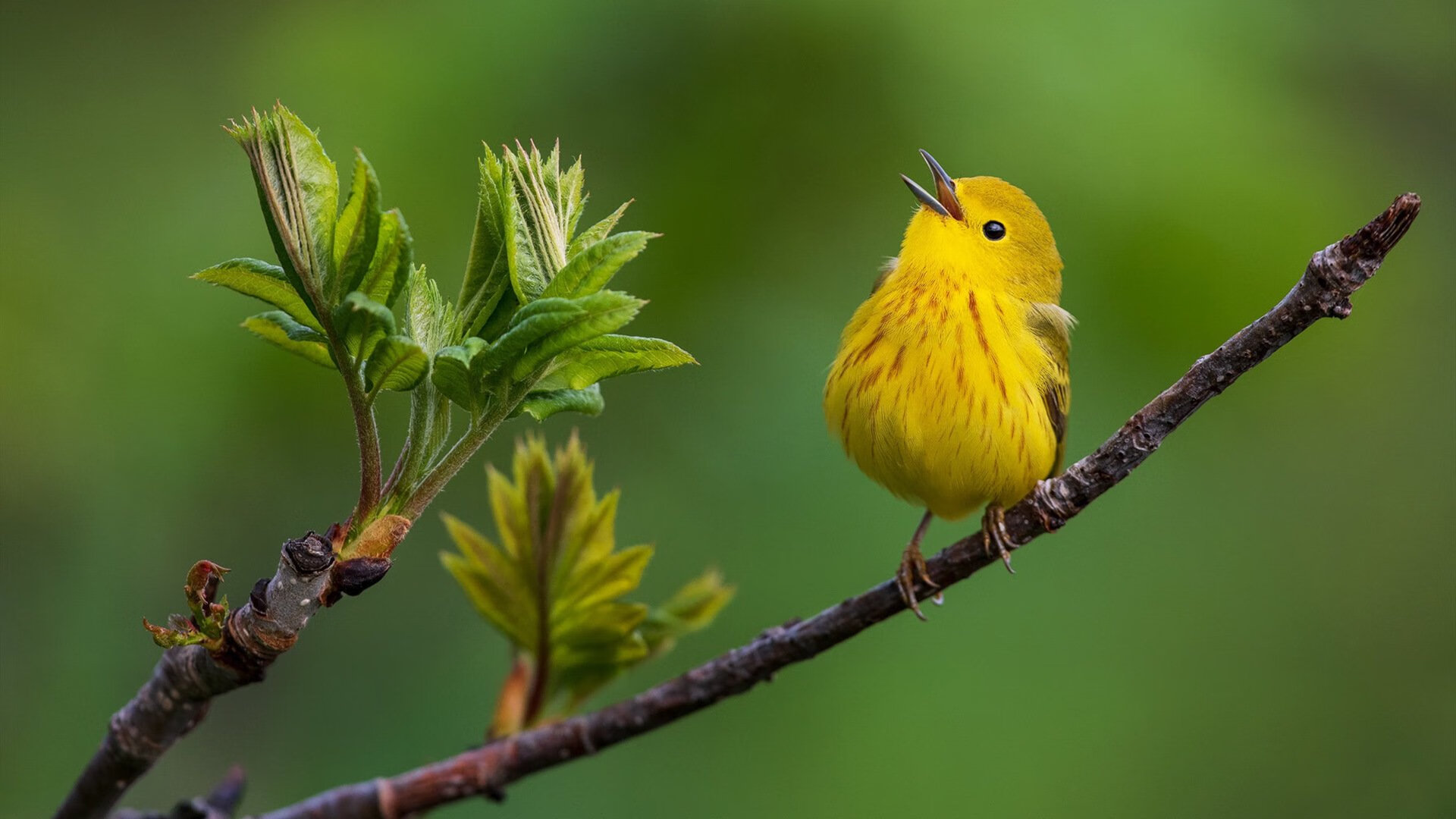 华体会在线下载-女子篮球联赛赛程安排，女子篮球联赛赛程安排时间