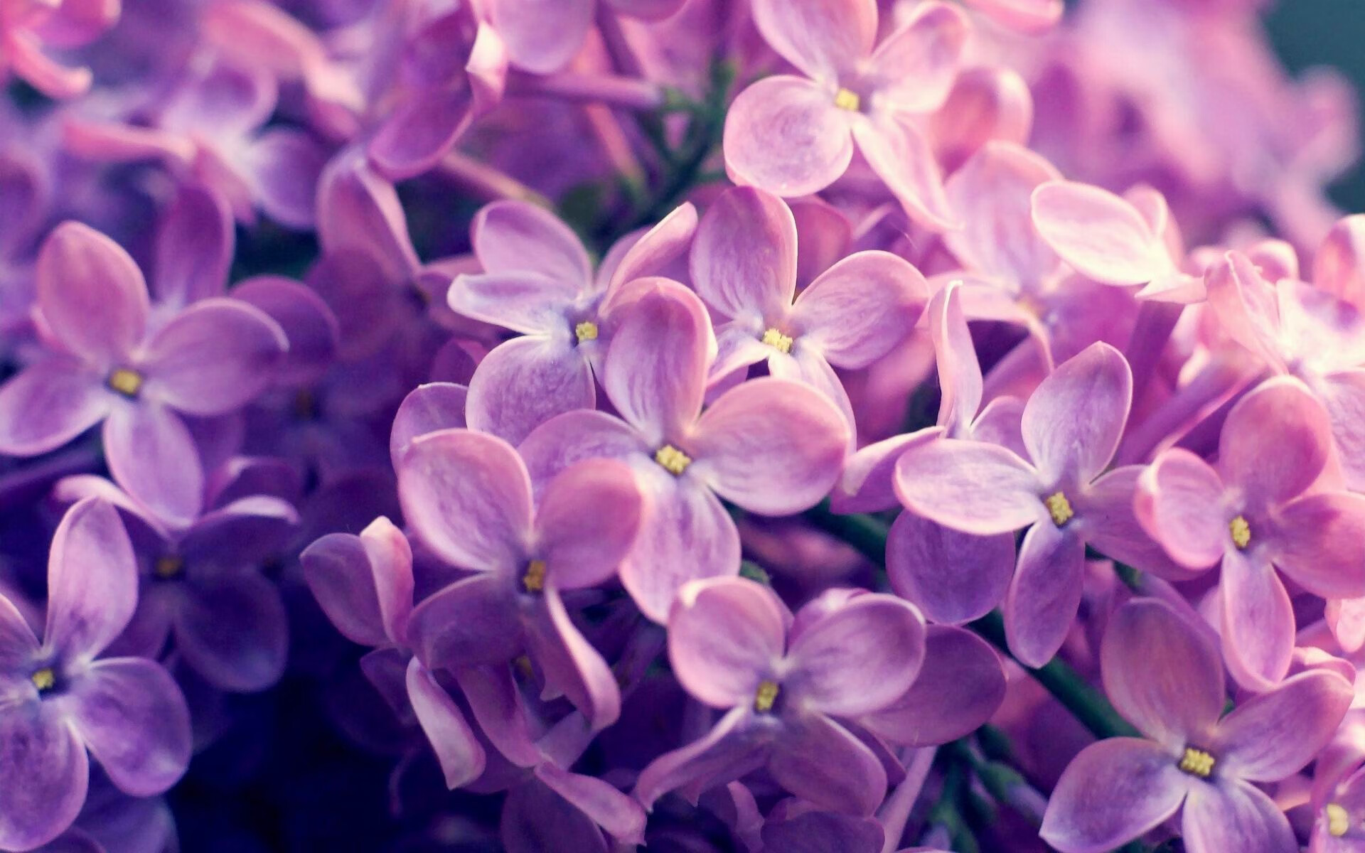 巴西国家队主力受伤,无缘本届美洲杯,巴西队 美洲杯 名单