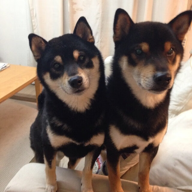 华体会hth官网-斯洛伐克男篮在欧洲大赛中奋勇追逐，迈向更高的荣誉舞台，斯洛伐克篮球球星